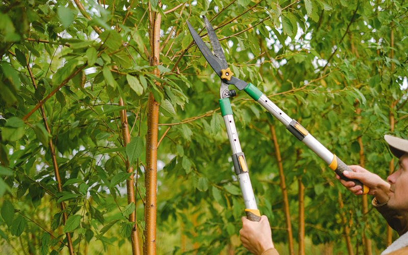Tree trimming in Cascadia, OR