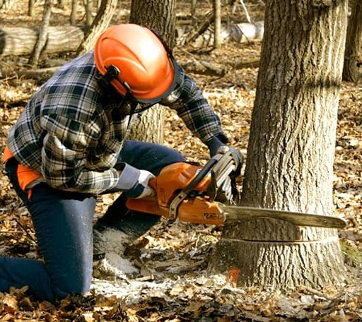 Tree Removal in Cascadia, OR